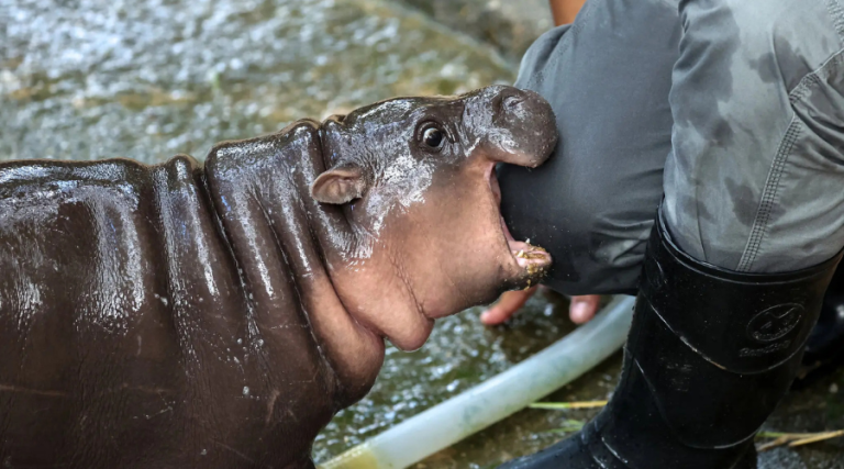 The underlying IP value of “Moo Deng”, the viral phenomenon